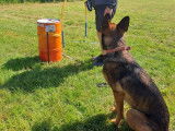Amicale Canine Anne de Bretagne