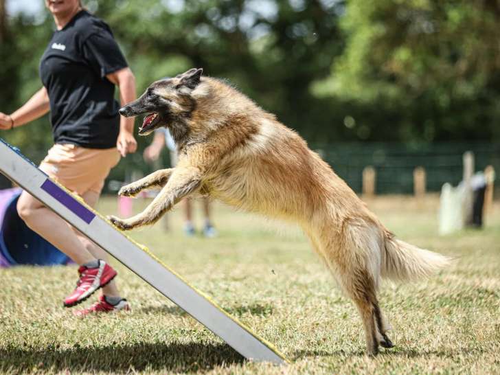 Club Canin Sportif et d'Éducation d'Angers (CCSEA)