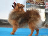 Spitz Allemands les galopins de Marsan