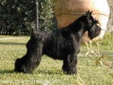 Du Clos Dantelina