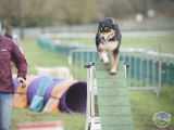 Agility Club des Vallées