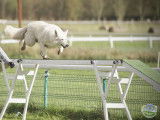 Agility Club des Vallées
