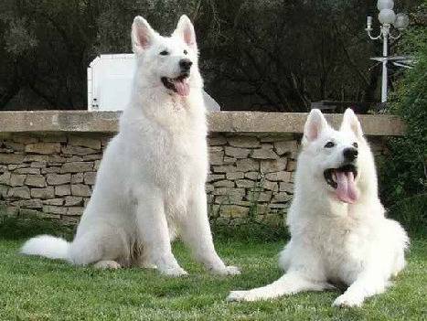Lords Of The White Shepherd