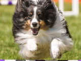 Agility Association Of Canada