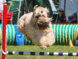 Agility Association Of Canada