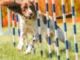 Agility Association Of Canada