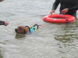 Canin Aquatic'Pictave (CAP)