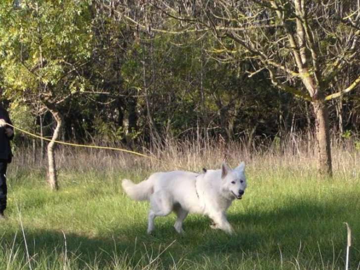 Peloton Utilitaire Cynophile Hyérois (PUCH)