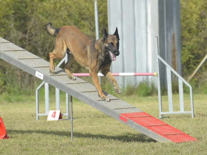 Sporting Club Canin de Jonquières