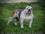 De Kalinka des Roches Blanches
