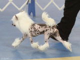 Crestyle Chinese Crested