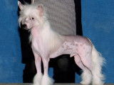 Crestyle Chinese Crested