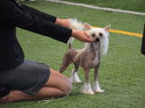 Crestyle Chinese Crested