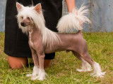 Crestyle Chinese Crested