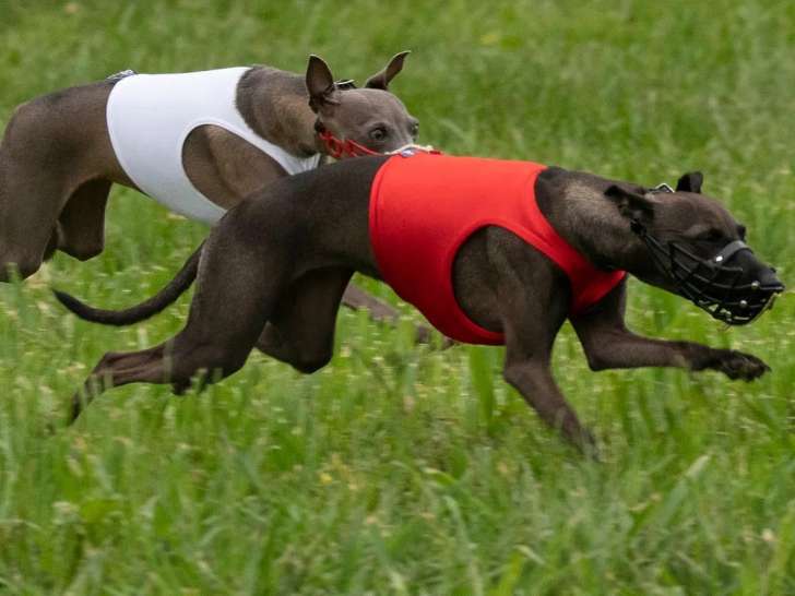 Club des Lévriers du Dauphiné et de Savoie (CLDS)