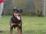 Rottweilers de l' illiason