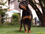 Rottweilers de l' illiason