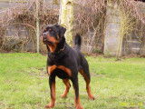 Rottweilers de l' illiason
