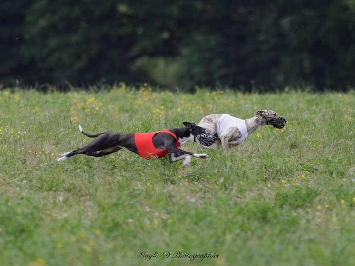 Club Français du Whippet