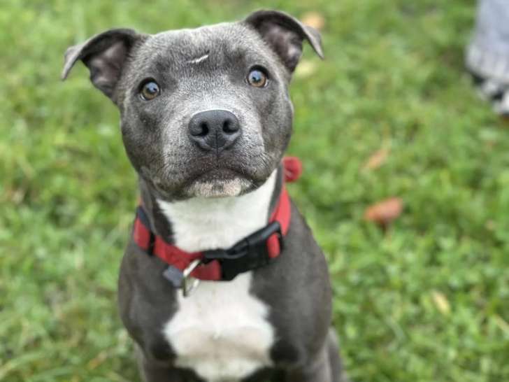 Association Canine Albertvilloise (ACA)