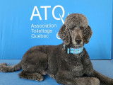 Membre de l'association toilettage Québec