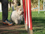 Cercle Amateurs Chien de Travail (CACTR)