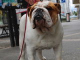 Des Rob and Sons Bulldog