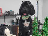 Studio Beauté Canin  N.Gilbert