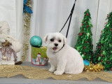 Studio Beauté Canin  N.Gilbert