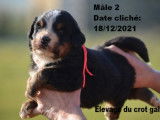Du Crot Galop