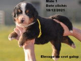 Du Crot Galop