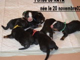 Du Crot Galop
