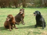 Les Labradors du Premorgan