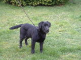 Baxter du Premorgan