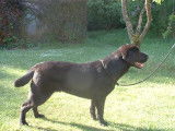 Baxter du Premorgan