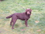 Les Labradors du Premorgan