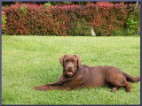 Les Labradors du Premorgan