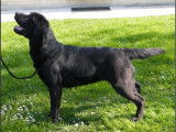 Fedine pretty girl du Labramour d'Othys