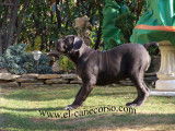 El-canecorso Marab Abdel