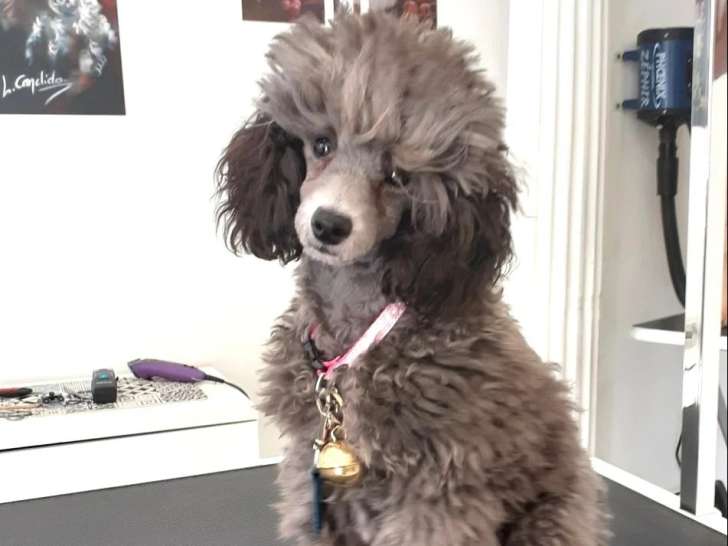 Histoire d'Os