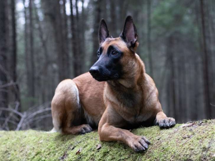 Le Chien et la Famille