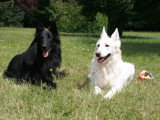 Le Chien et la Famille