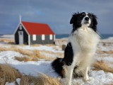 Le Chien et la Famille