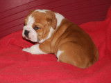 Male disponible