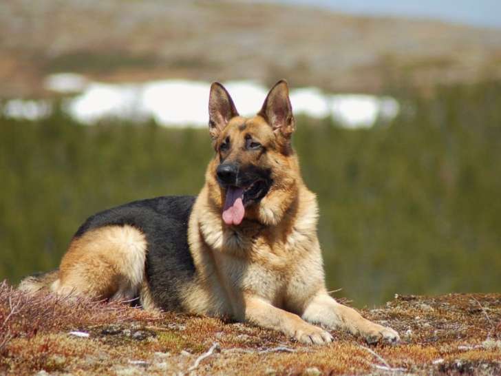 L'Ami chien