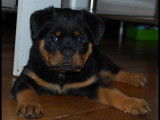 Rottweiler Du Rocher de Mutzig