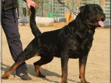 Rottweiler Du Rocher de Mutzig
