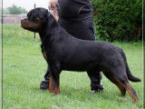 Rottweiler Du Rocher de Mutzig