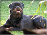 Rottweiler Du Rocher de Mutzig