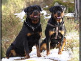 Rottweiler Du Rocher de Mutzig